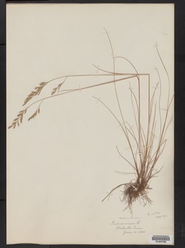 Festuca rubra
