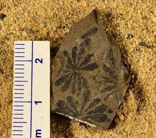 Annularia sp.