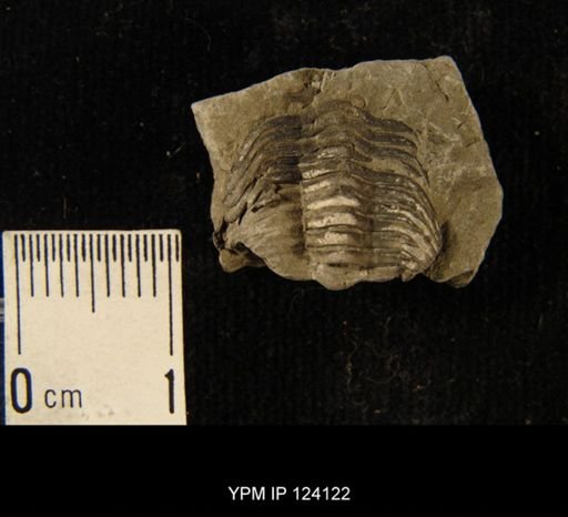 Phacops rana