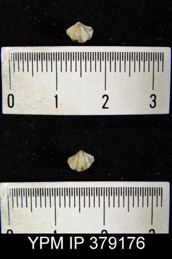 undet. Brachiopoda