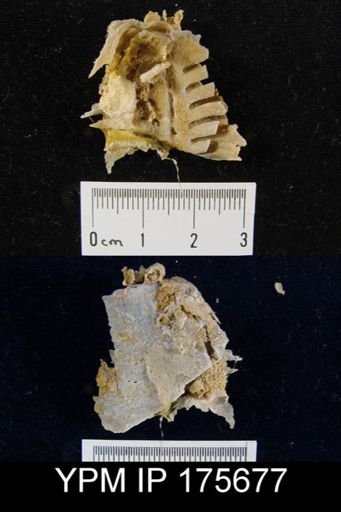 Leptodus sp.