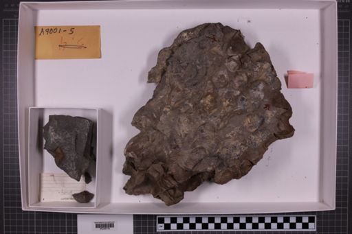 mixed taxa, stratigraphic collection