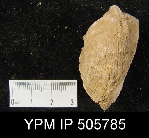 Rensselaeria ovoides