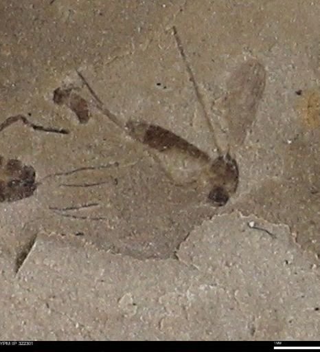 undet. Diptera