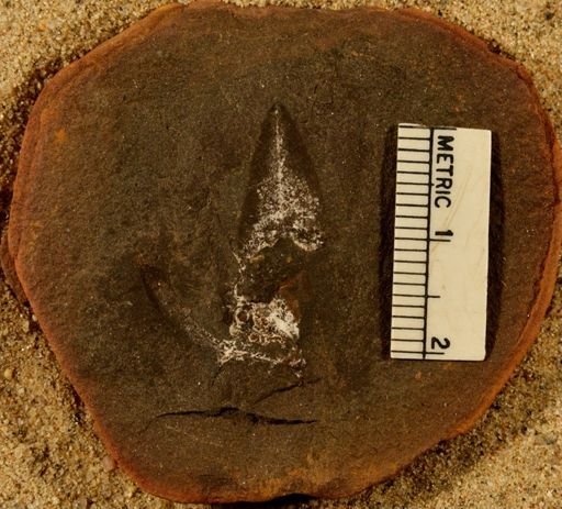 Lepidostrobus