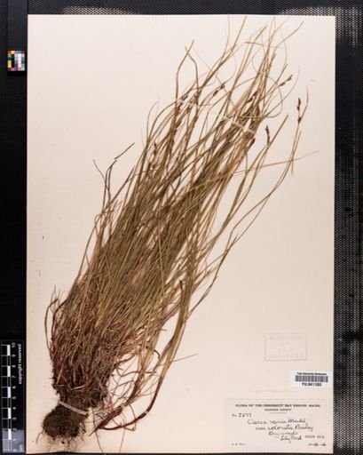 Carex pensylvanica