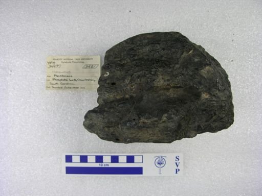 Mammuthus sp.