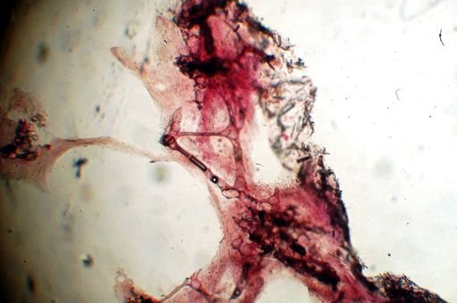 Ircinia felix