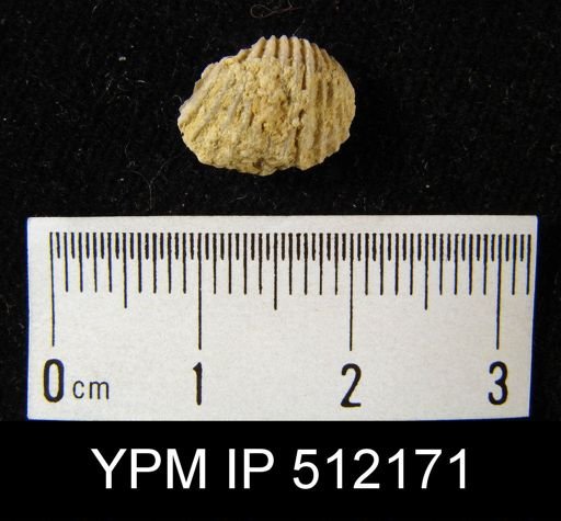 Anastrophia acutiplicata