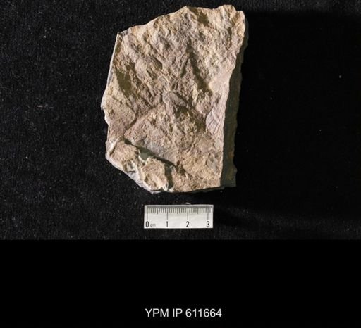 Aviculopecten princeps