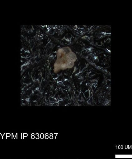 undet. Foraminiferida