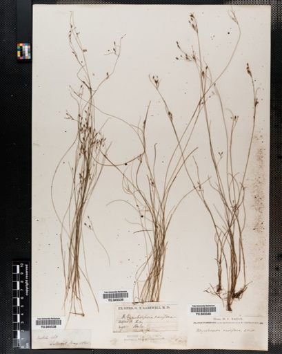 Rhynchospora rariflora