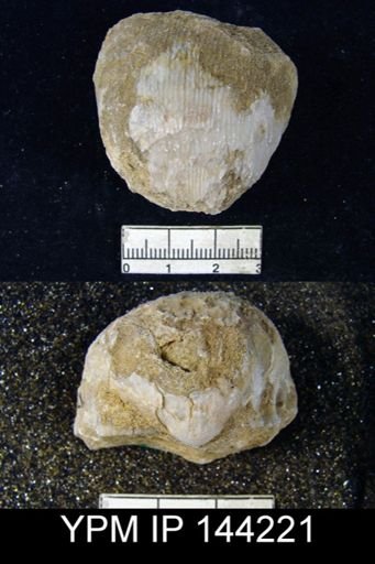 Productus (Linoproductus) lineatus