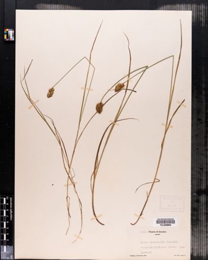 Carex crawfordii