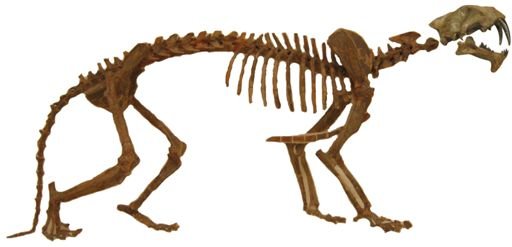 Hoplophoneus primaevus