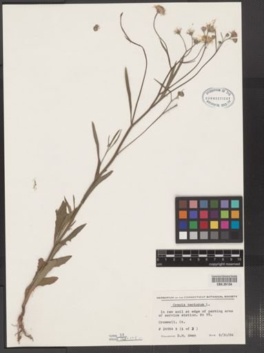 Crepis tectorum