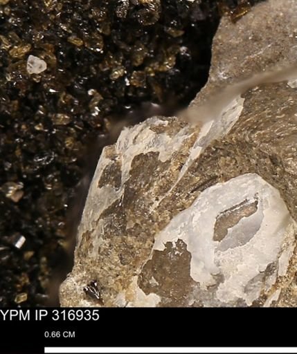 Phelopteria