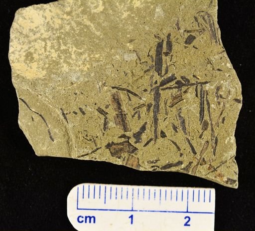 Psilophyton