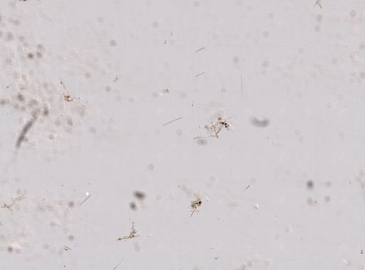 cf. Callyspongia