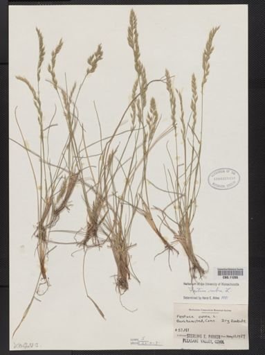 Festuca rubra