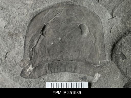 Eurypterus sp.