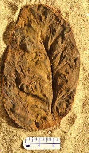 Aphlebia