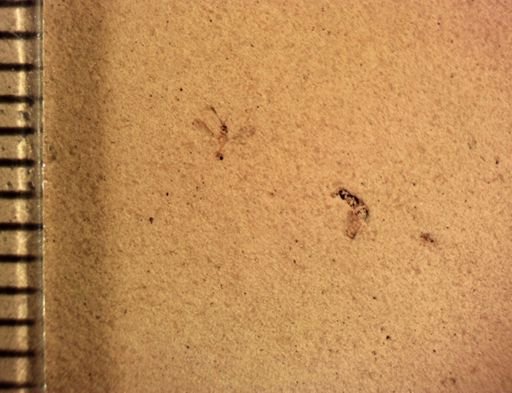 undet. Hymenoptera