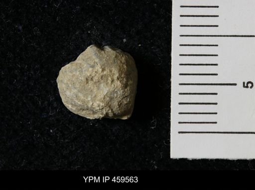 Wellerella