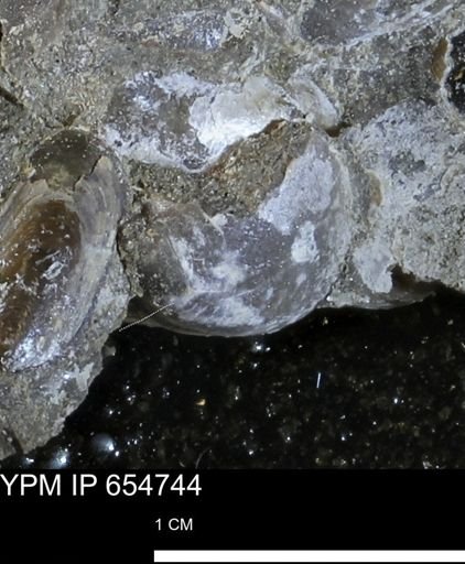 undet. Bivalvia