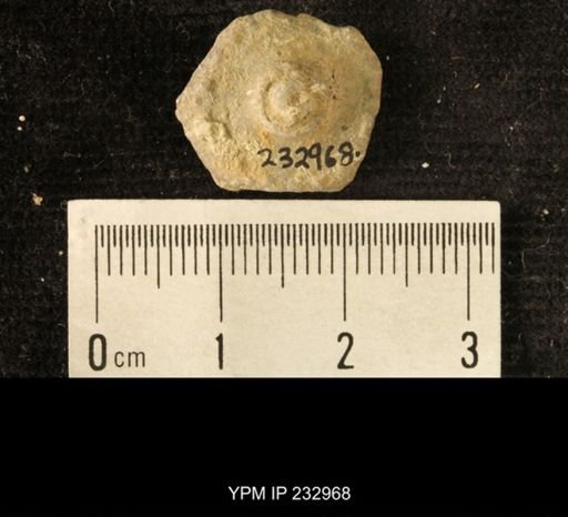Archaeocidaris sp.