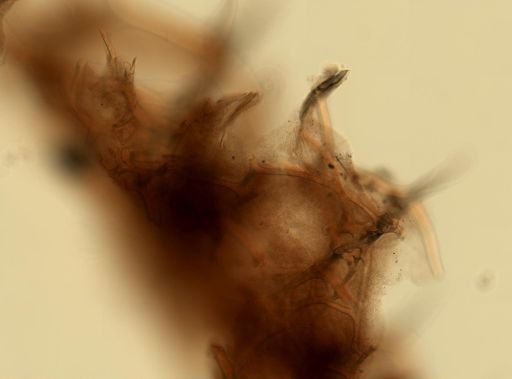 Igernella cf. notabilis
