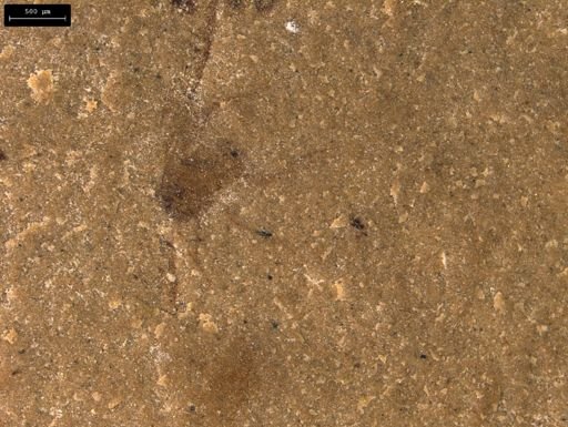 taxon undetermined