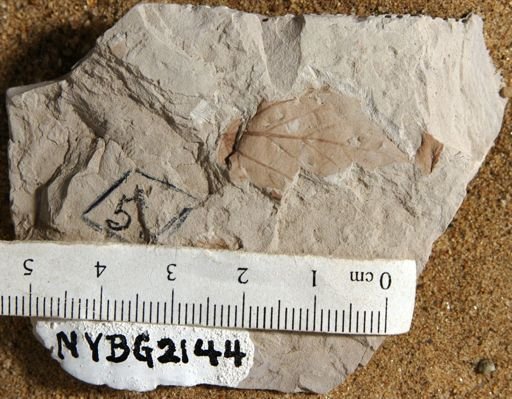 cf. Morus