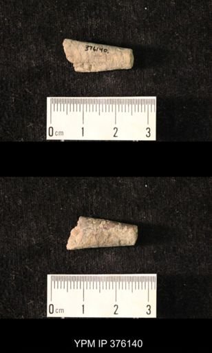 Pseudorthoceras knoxense