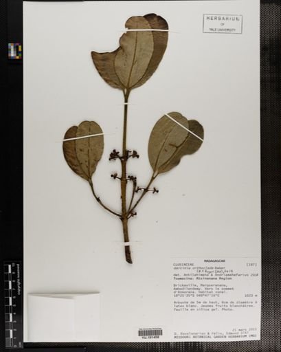 Plantae