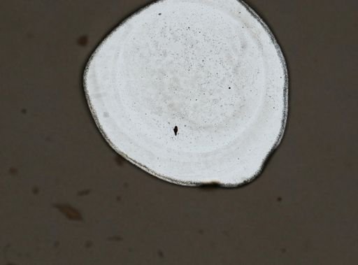Proales granulosa
