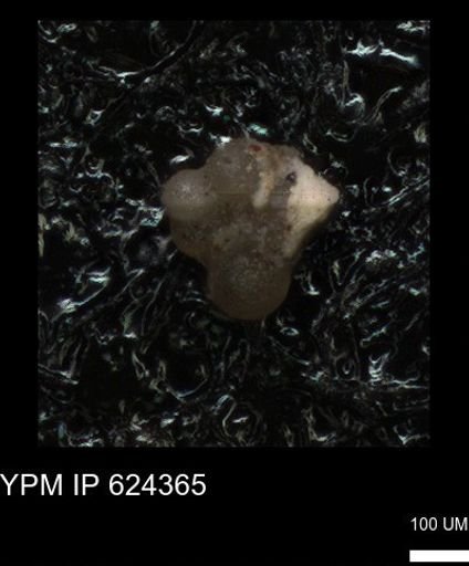 undet. Foraminiferida