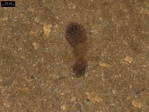 taxon undetermined