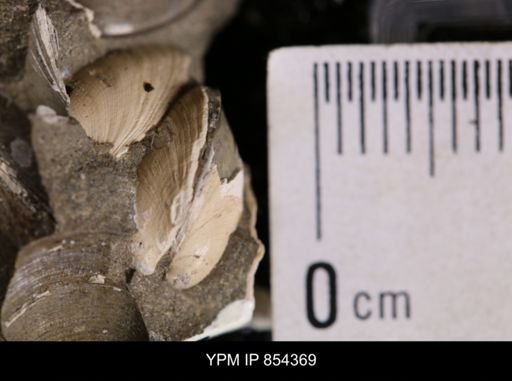 Limopsis striatopunctatus