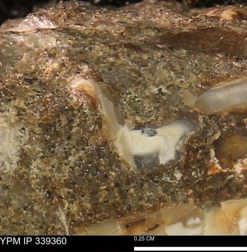 undet. Mollusca