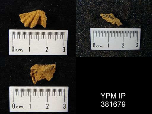 Megakozlowskiella sp.