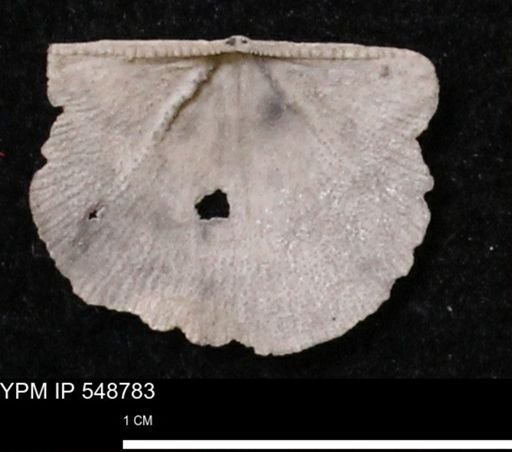 Stropheodonta perplana