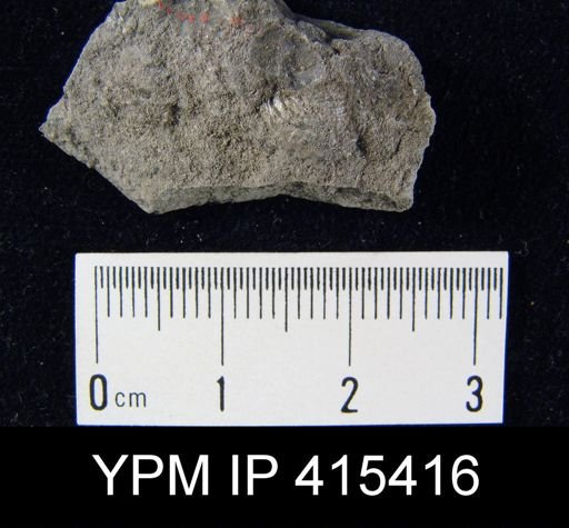 Productus pertenuis