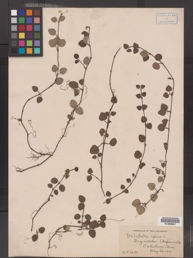Mitchella repens