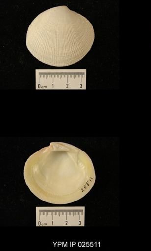 Codakia (Codakia) orbicularis
