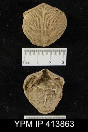Devonatrypa?