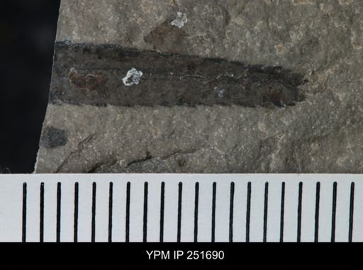 Eurypterus sp.
