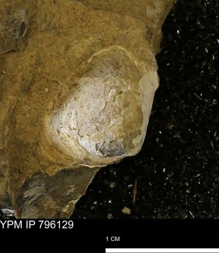 Spisula elliptica