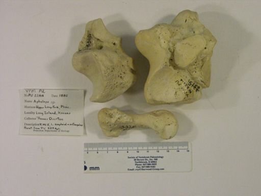 Aphelops