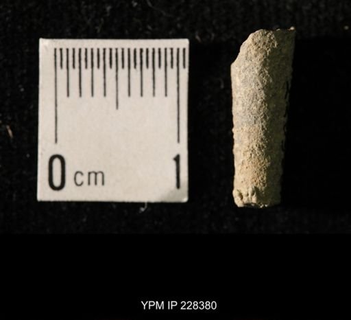 Pseudorthoceras knoxense